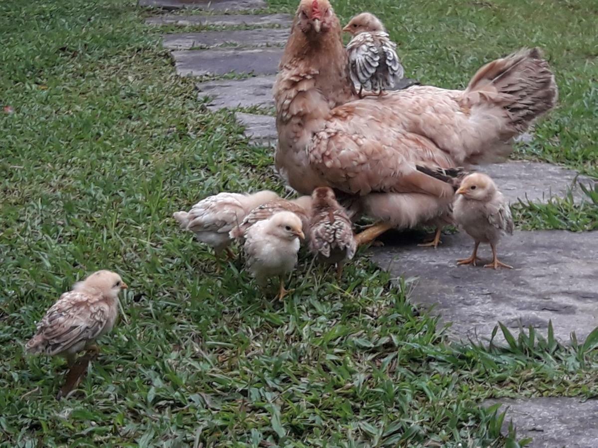 Pousada Chacara Pacheco Hotel Visconde De Maua Kültér fotó